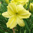 Hemerocallis Lemon Custard